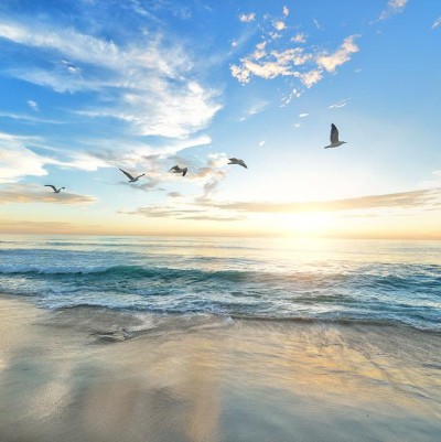 terre & ocean terre & ocean